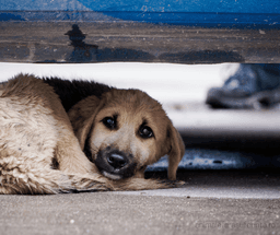 Bărbat din Ștei, reținut după ce a agresat câinele unui localnic cu o țeavă - anchetă de Protecția Animalelor în Bihor