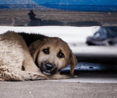 Bărbat din Ștei, reținut după ce a agresat câinele unui localnic cu o țeavă - anchetă de Protecția Animalelor în Bihor