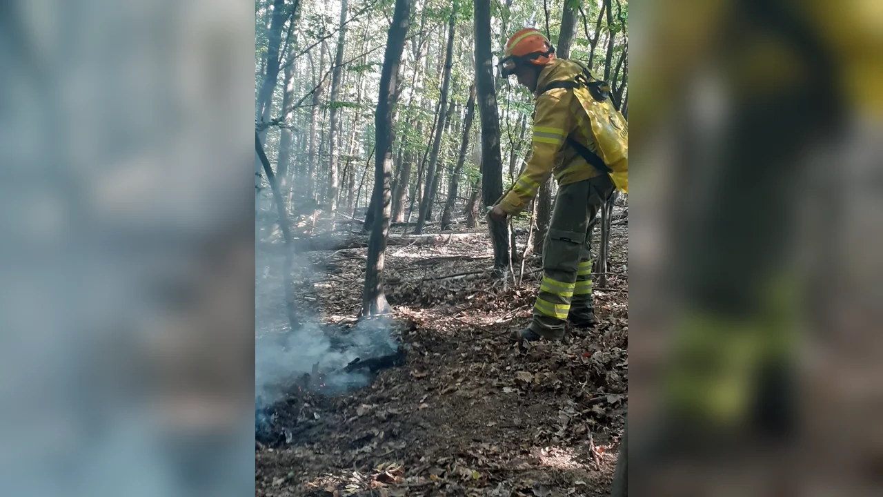 Incendiu de pădure la Tărcăița: peste 20 de hectare afectate, misiune dificilă la Beiuș
